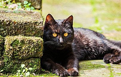 《最后的生还者》PC重制版预载已开启 今晚10点解锁